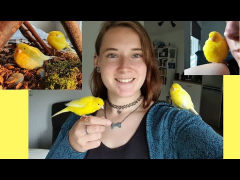 How to possibly tame canaries