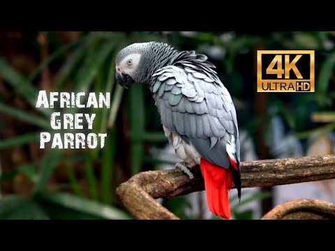 African grey parrot 4K