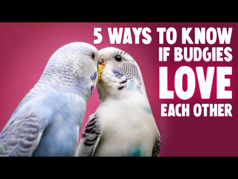 5 Ways Budgies Love Each Other