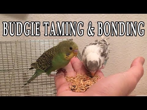 How to TAME and BOND with your Budgie