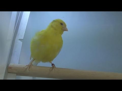 How To Make A Canary Sing