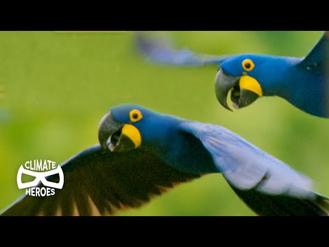 The World's Largest Flying Parrot | Hyacinth Macaw