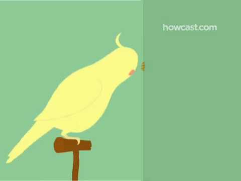 How to Train Your Bird to Talk