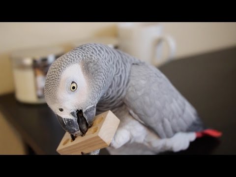 Episode 1: Prevent Screaming &amp; Plucking in Pet Parrots