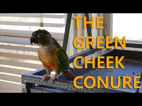 Why Green Cheek Conures Are Good Birds
