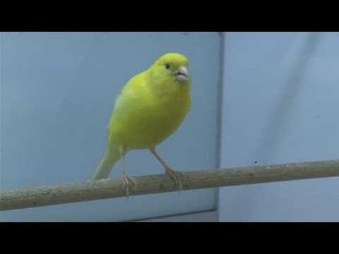 How To Care For Canary Birds