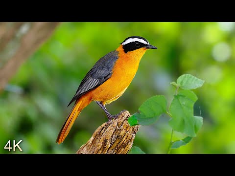 8 Hours of Beautiful Birds (No Music) 4K Nature Relaxation™ - Washington State