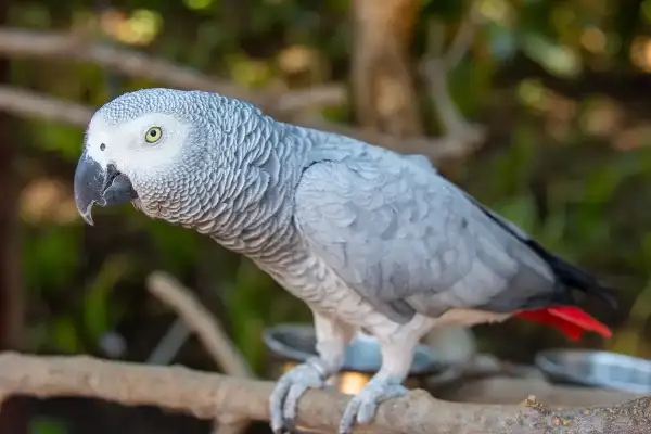 African Grey Parrot Care