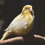 Canary Care Guide