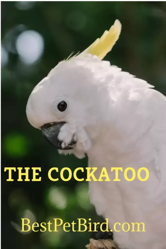 Cockatoo Care Guide
