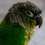 Green-Cheeked Conure