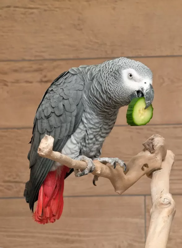 African Greys Eat Fruits, Veggies, (Not Too Many) Seeds, Or Nuts
