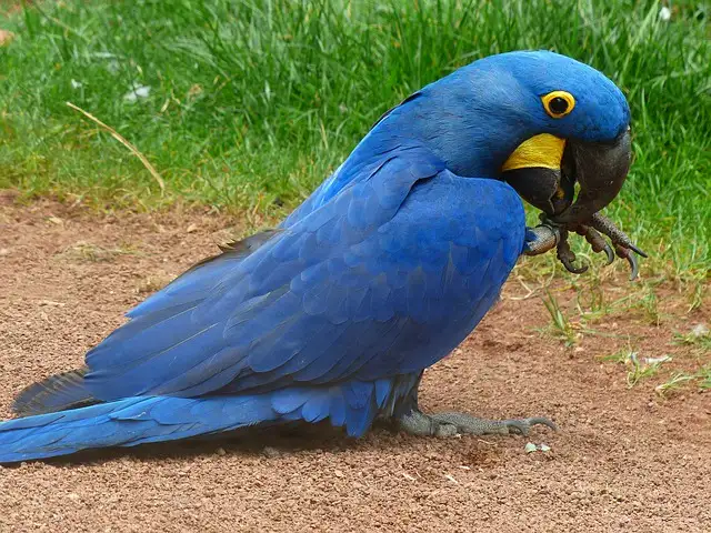 Hyacinth Macaw Care