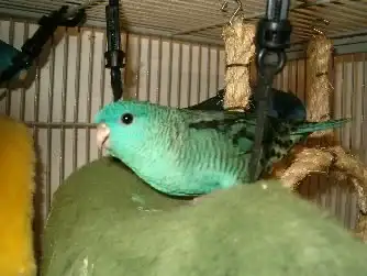 Lineolated Parakeet Care