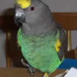 Meyer’s Parrot