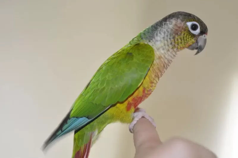 Green-Cheeked Conure Care