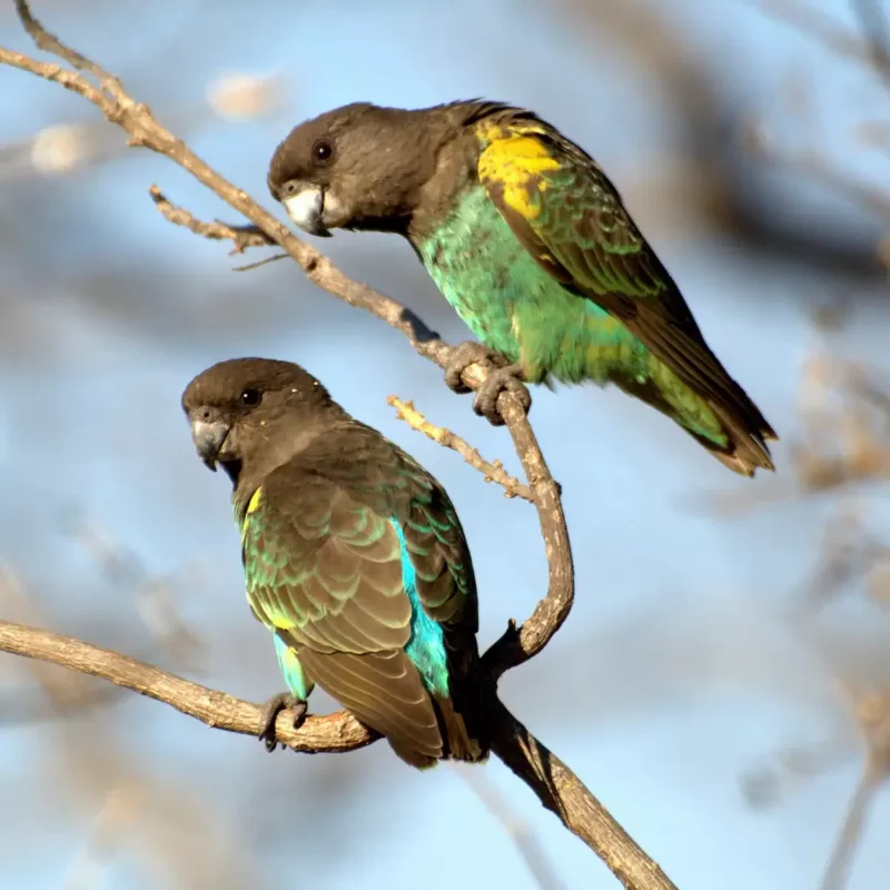 Meyer’s Parrot Care Guide