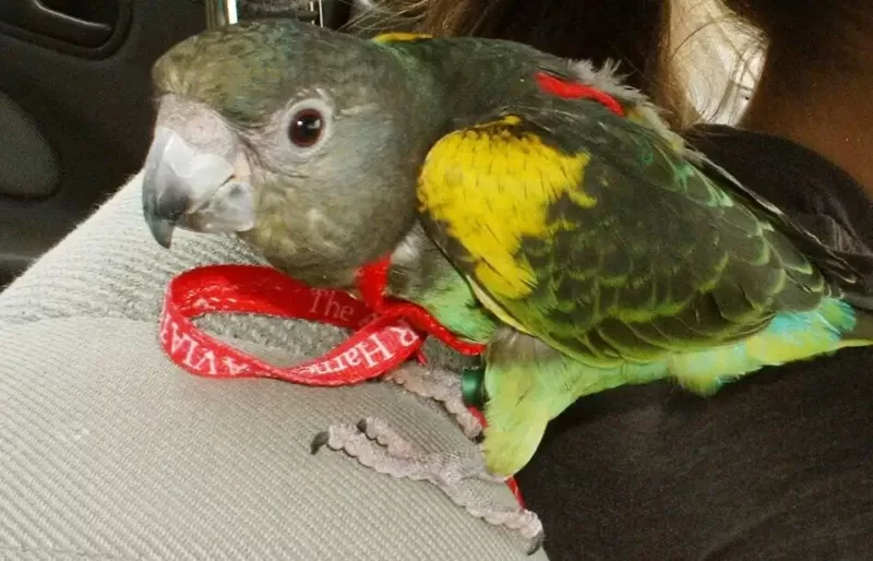 Meyer’s Parrot Care