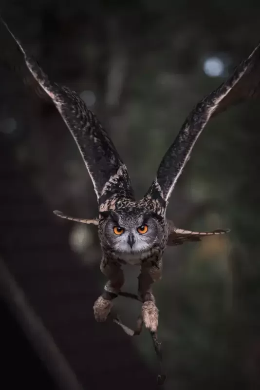 Owl Care Guide