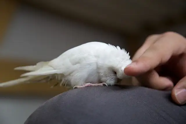 How Budgies Show Affection