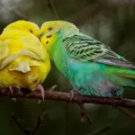 How Budgies Show Affection