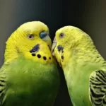 Parakeet Care Guide