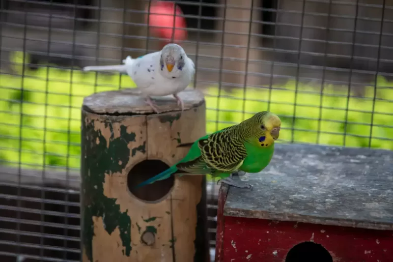 When To Feed Budgies (And Why It Matters)
