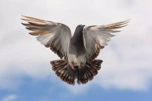 bird release