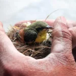 Bird Rescue: How You Can Help