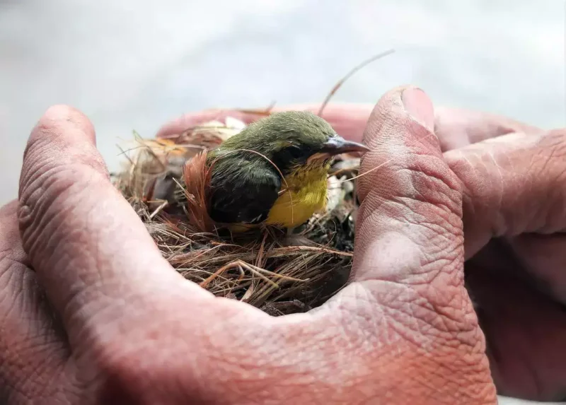 Bird Rescue: How You Can Help
