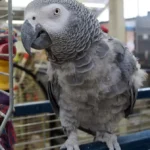 The Shocking Truth About African Grey Feather Plucking