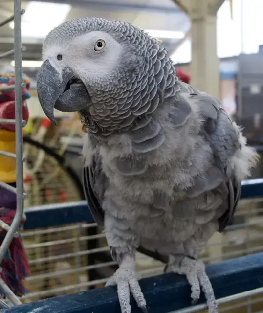 African Grey Feather Plucking