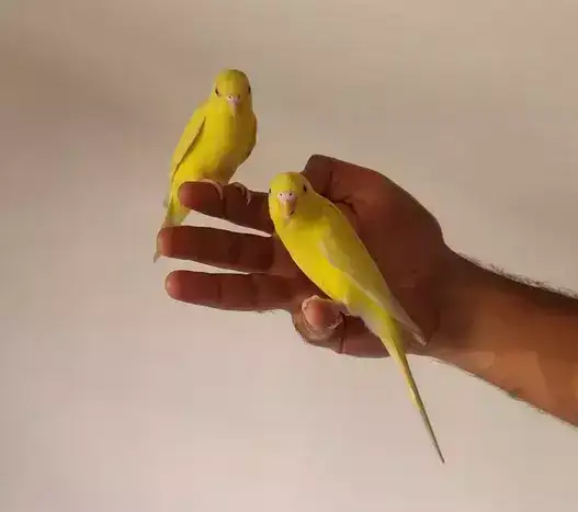 Are canaries good pets?