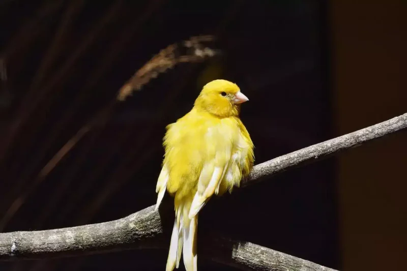 Can Canaries Be Tamed