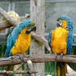 Birds That Talk and How to Train Them