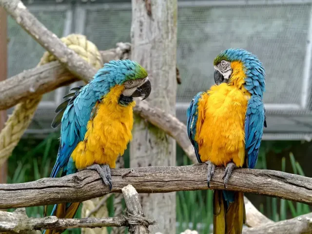 talking birds