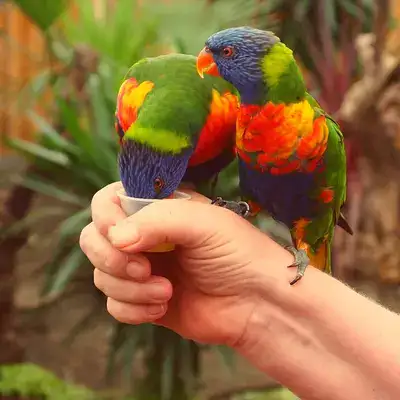 Why Birds Are The Best Pet